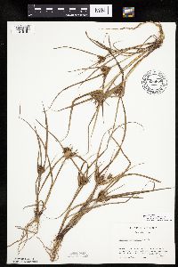 Cyperus odoratus image