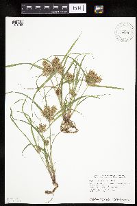 Cyperus odoratus image