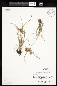 Cyperus odoratus image