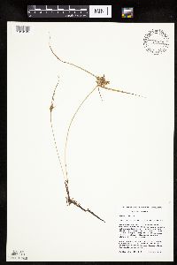 Cyperus odoratus image