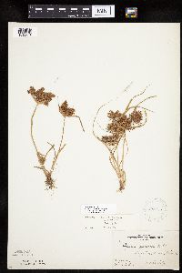 Cyperus odoratus image