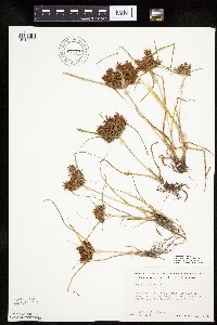 Cyperus odoratus image