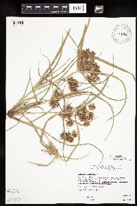 Cyperus odoratus image