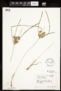 Cyperus odoratus image