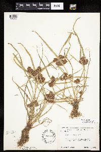 Cyperus odoratus image