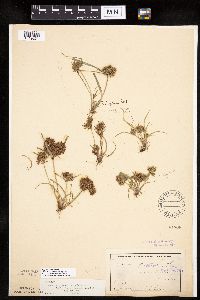 Cyperus odoratus image