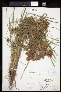 Cyperus odoratus image
