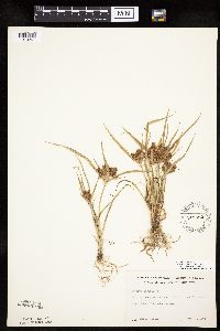 Cyperus odoratus image