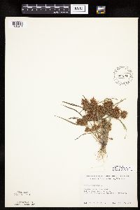 Cyperus odoratus image