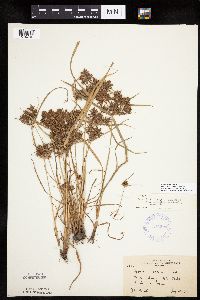 Cyperus odoratus image
