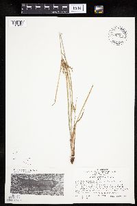Cyperus schweinitzii image