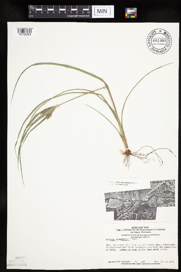 Cyperus schweinitzii image