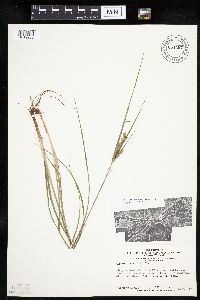 Cyperus schweinitzii image
