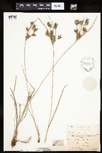 Cyperus schweinitzii image