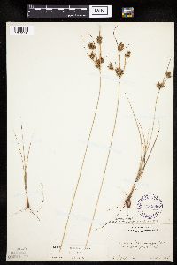 Cyperus schweinitzii image