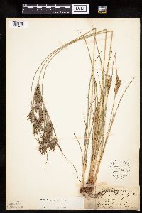 Cyperus schweinitzii image