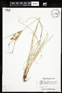 Cyperus schweinitzii image