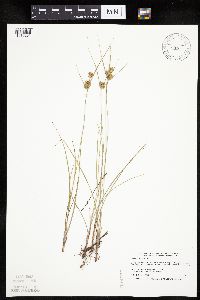 Cyperus schweinitzii image