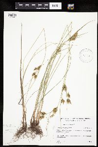 Cyperus schweinitzii image