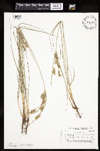 Cyperus schweinitzii image