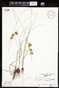 Cyperus schweinitzii image