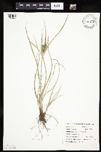 Cyperus schweinitzii image