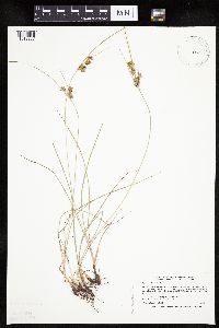 Cyperus schweinitzii image