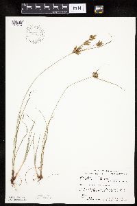 Cyperus schweinitzii image