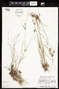 Cyperus schweinitzii image