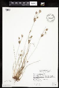 Cyperus schweinitzii image