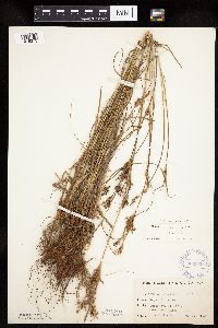 Cyperus schweinitzii image