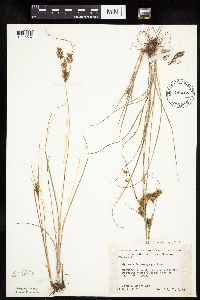 Cyperus schweinitzii image