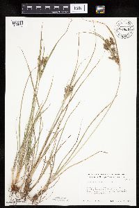 Cyperus schweinitzii image