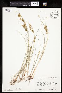 Cyperus schweinitzii image