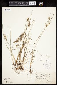 Cyperus schweinitzii image