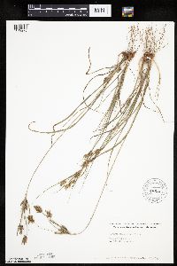 Cyperus schweinitzii image