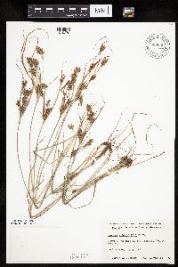 Cyperus schweinitzii image