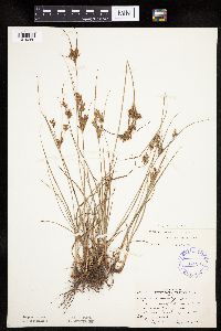 Cyperus schweinitzii image