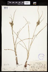 Cyperus schweinitzii image