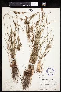 Cyperus schweinitzii image