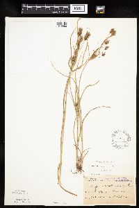 Cyperus schweinitzii image