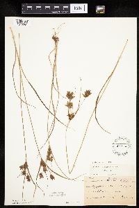 Cyperus schweinitzii image