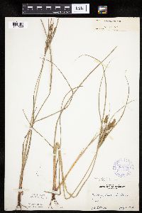 Cyperus schweinitzii image
