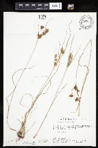 Cyperus schweinitzii image