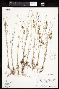 Cyperus schweinitzii image