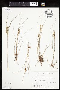 Cyperus schweinitzii image