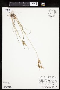 Cyperus schweinitzii image