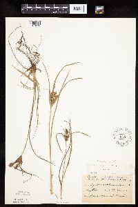 Cyperus schweinitzii image
