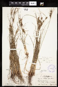 Cyperus schweinitzii image