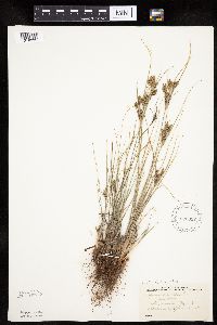 Cyperus schweinitzii image